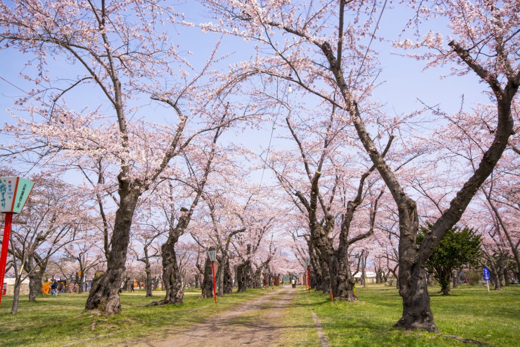もりまち桜まつり会場　青葉ヶ丘公園　桜の名所　駐車場　開花時期