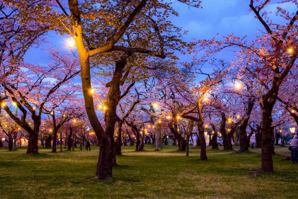 もりまち　もり桜まつり　桜まつり　青葉ヶ丘公園　夜桜　映画　ドラマ撮影