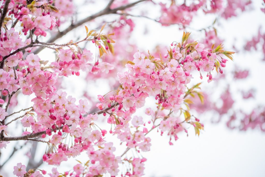 morimachi 森町　もりまち　桜　桜祭り