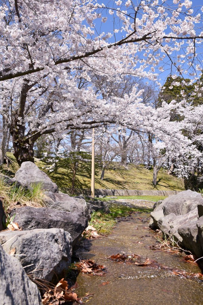 森町さくらまつり　もりまち　桜祭り　ひょうたん池　桜祭り